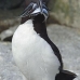 razorbill_msi_v_1052_can0669.jpg